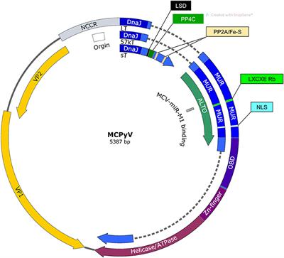 From Merkel Cell Polyomavirus Infection to Merkel Cell Carcinoma Oncogenesis